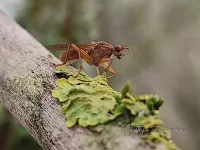 Drekvliegen [Scathophagidae]